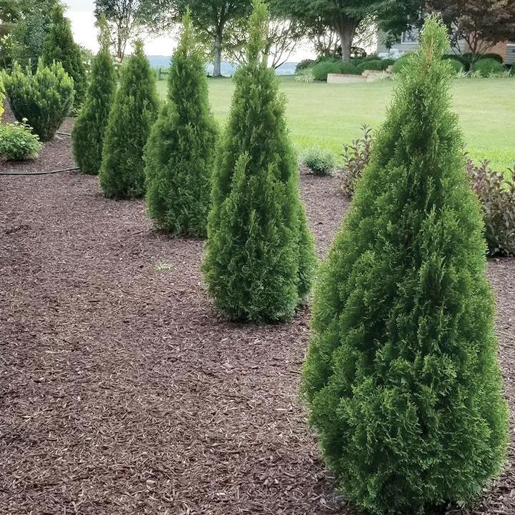 Emerald Squeeze® Arborvitae