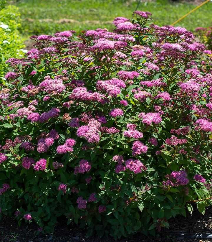 Empire® Ice Dragon® Spiraea