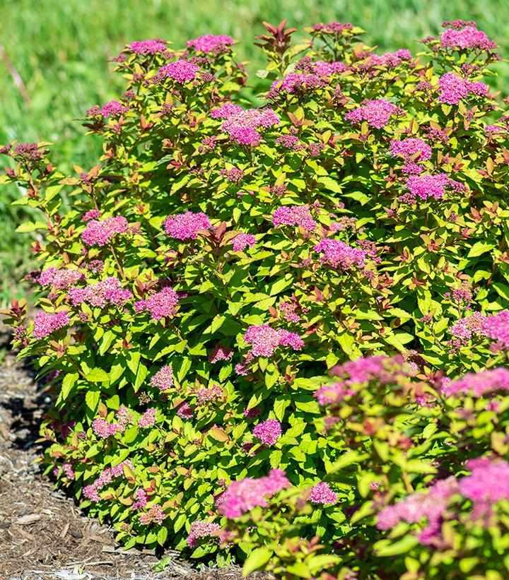 Empire® Northern Lights® Spiraea
