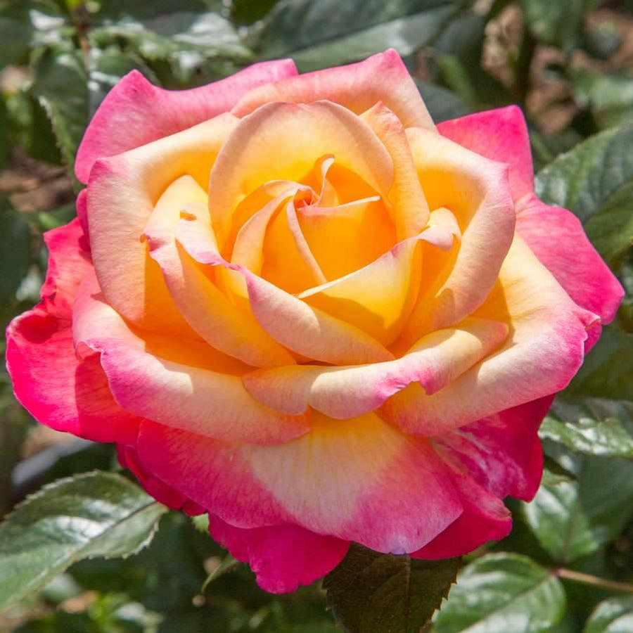 Enchanted Peace® Hybrid Tea Rose