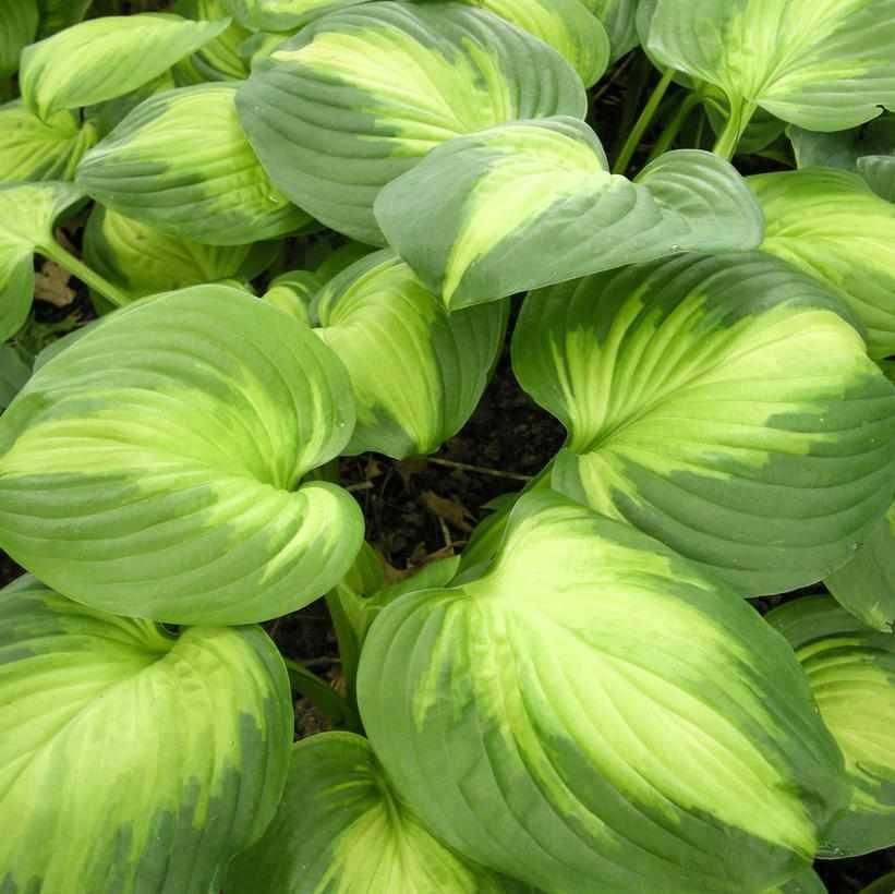 Enchiladas Hosta