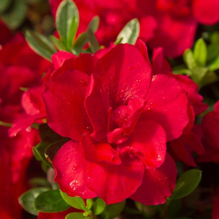 Encore® Autumn Bonfire® Reblooming Azalea