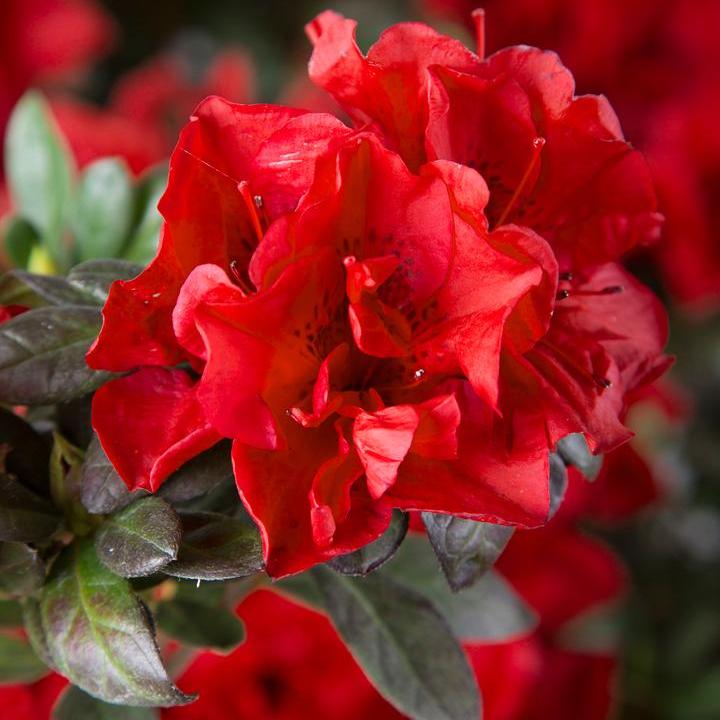 Encore® Autumn Fire® Reblooming Azalea