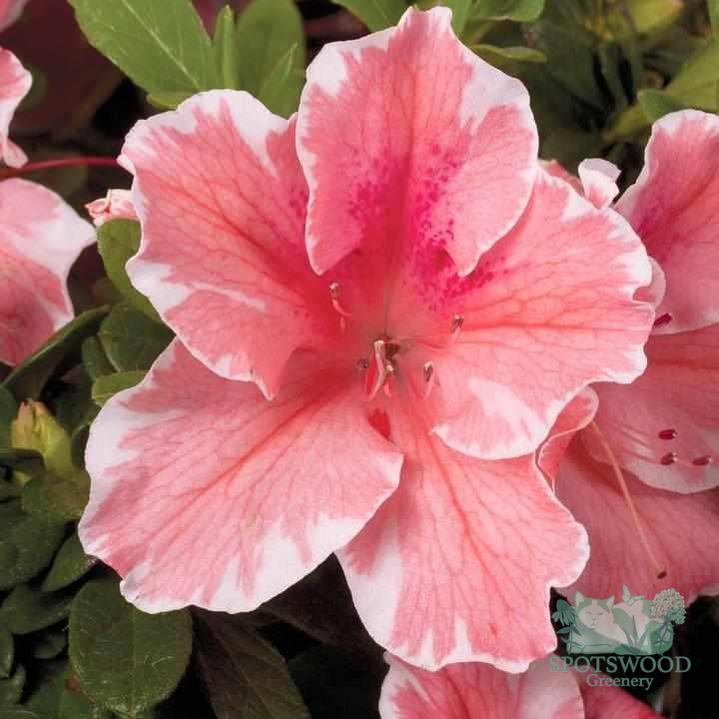 azalea-encore-autumn-sunburst