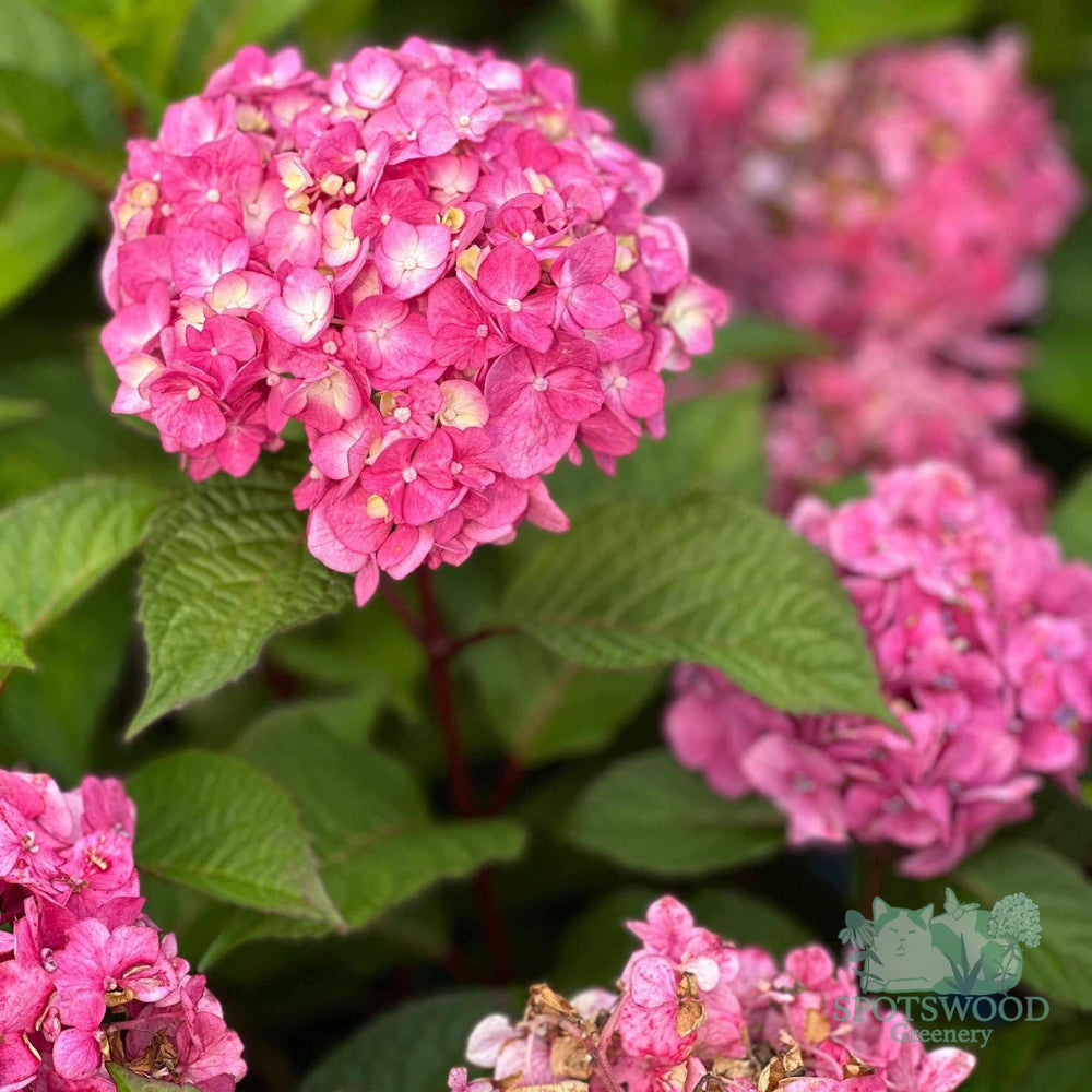 hydrangea-mac-endless-summer-collection-bloomstruck-2
