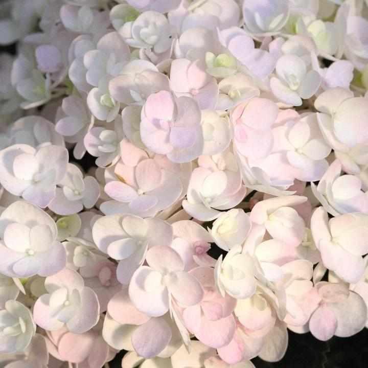 Endless Summer® Blushing Bride® Hydrangea