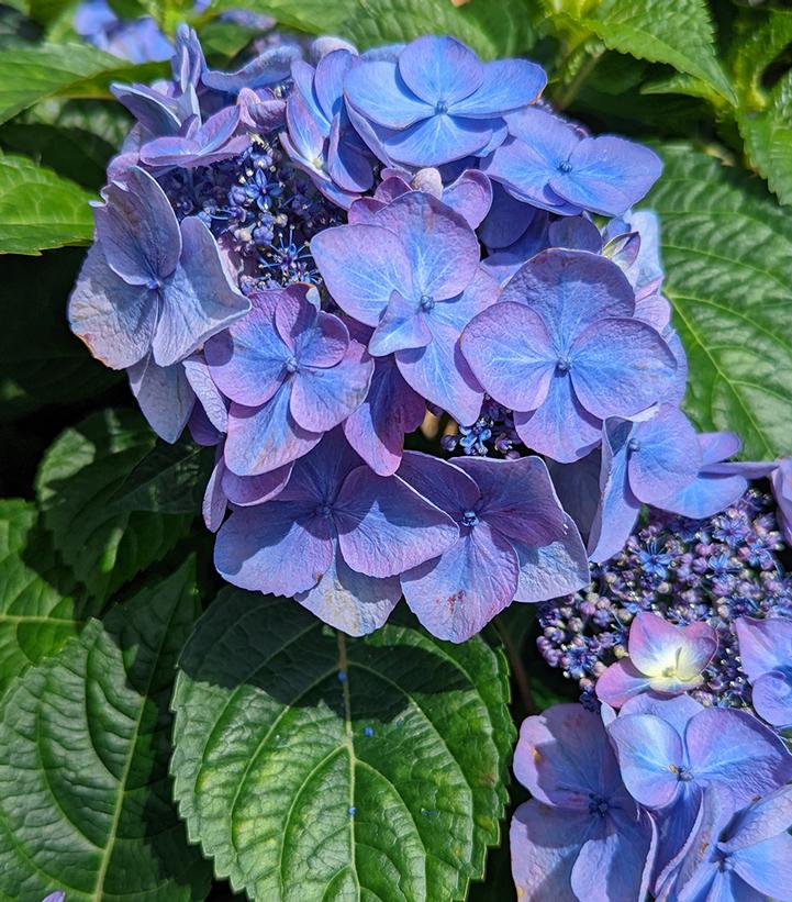 Endless Summer® Pop Star® Bigleaf Hydrangea
