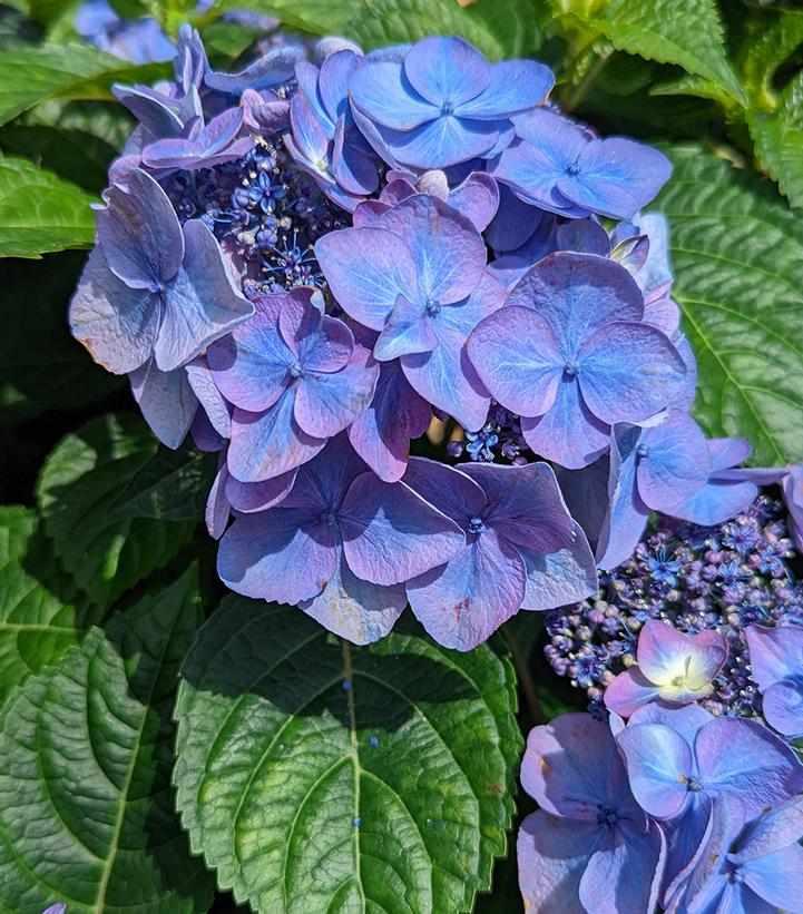 Endless Summer® Pop Star® Bigleaf Hydrangea