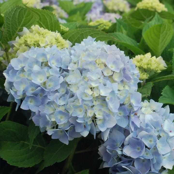 Endless Summer® The Original Hydrangea