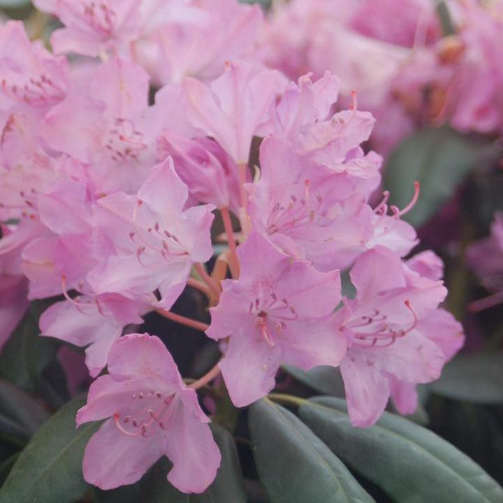 English Roseum Rhododendron