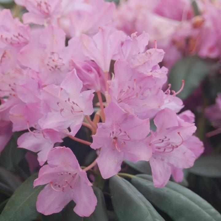 English Roseum Rhododendron