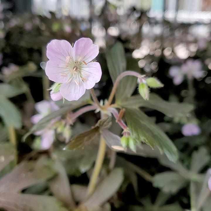 Espresso Geranium