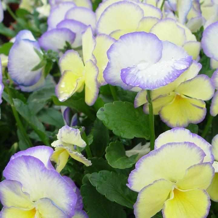 Etain Pansy