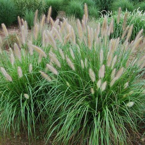 Etouffee® Sterile Fountain Grass