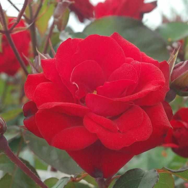 Europeana Rose