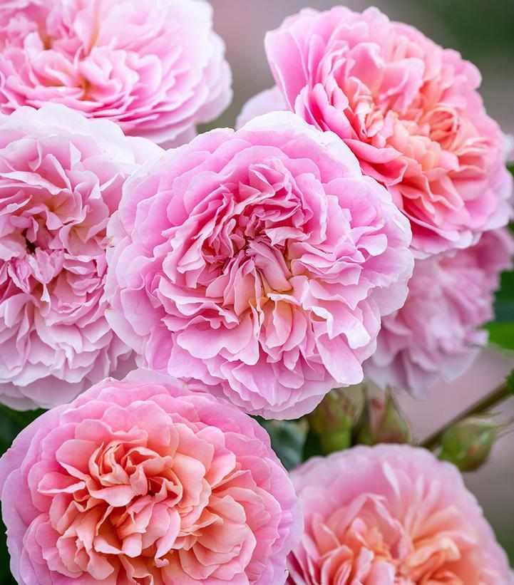 Eustacia Vye David Austin® Rose