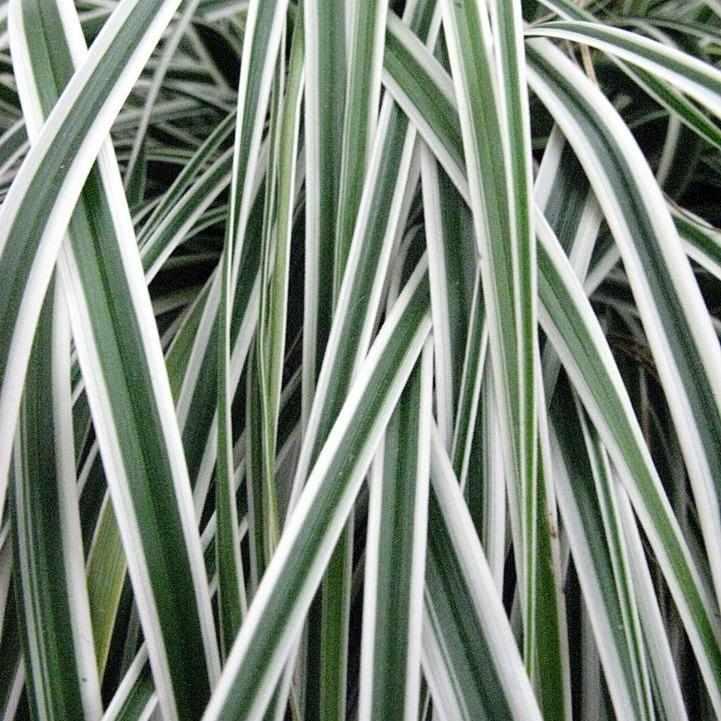 Everest Japanese Sedge