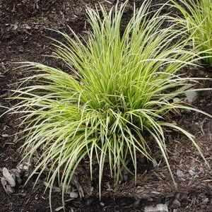 Evergold Variegated Japanese Sedge