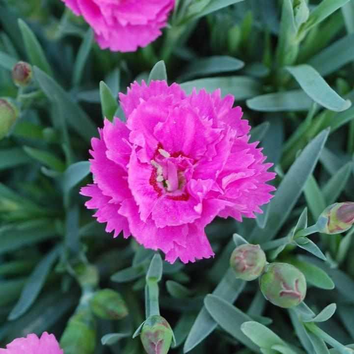 Everlast® Orchid Pinks