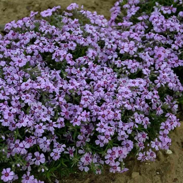 Eye Candy Moss Phlox