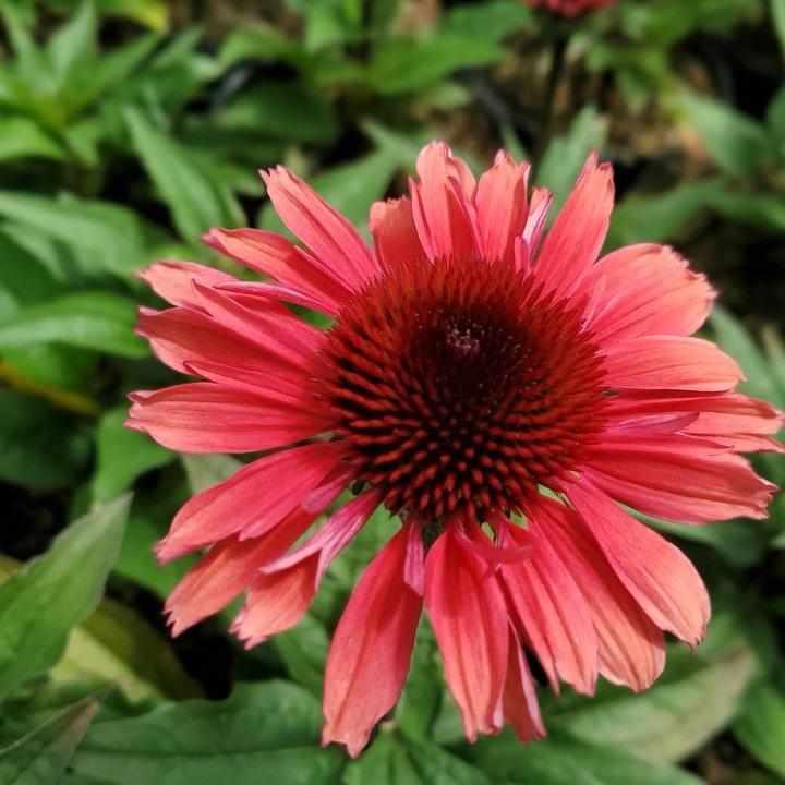 Eye-Catcher™ Coral Craze Coneflower
