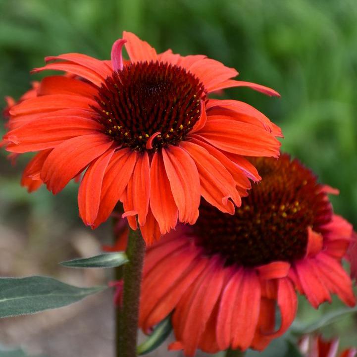 Eye-Catcher™ Tanager Coneflower