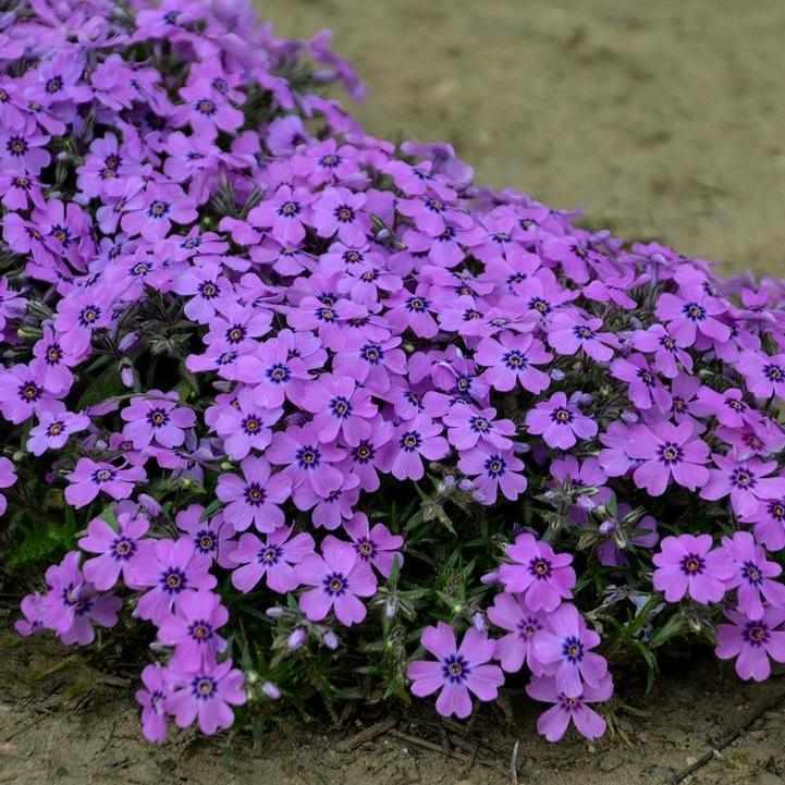 Eye Shadow Moss Phlox