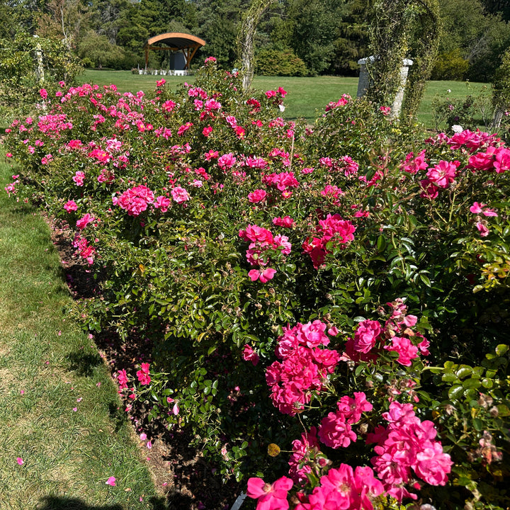 Flower Carpet® Pink Supreme Rose