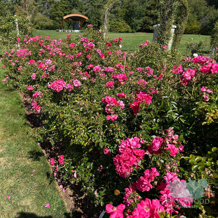 rosa-pink-supreme-flower-carpet-rose