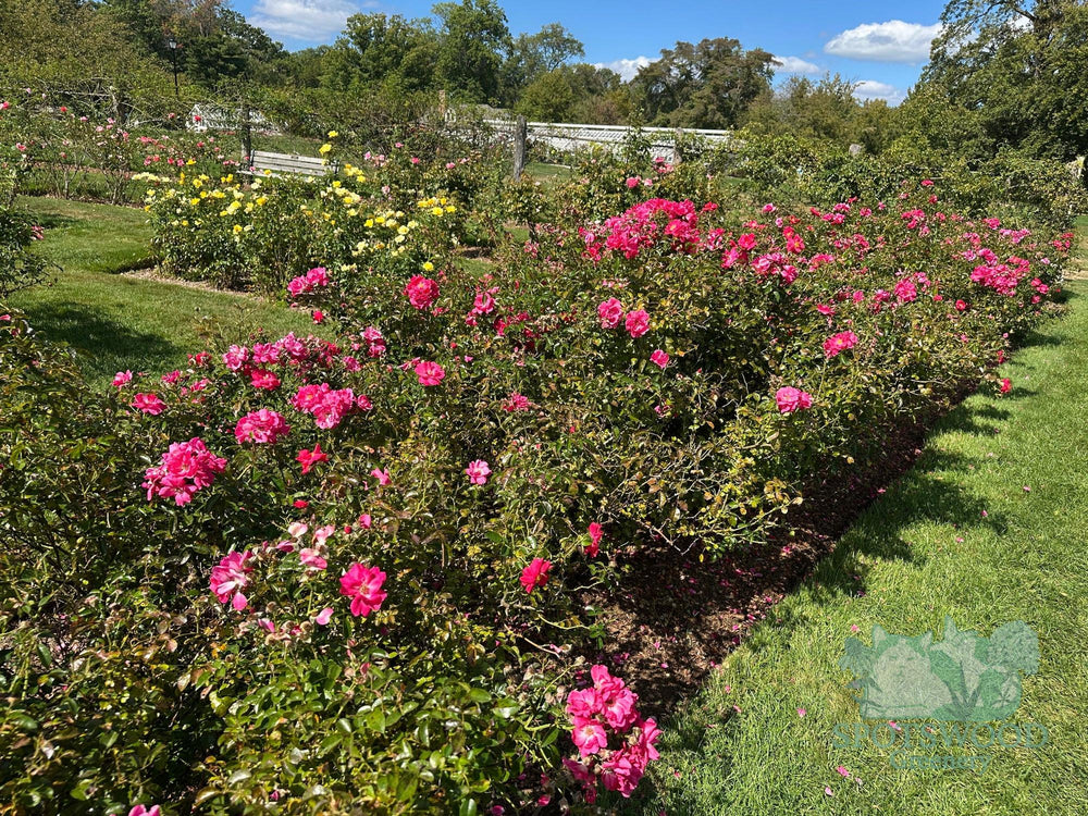 rosa-pink-supreme-flower-carpet-rose