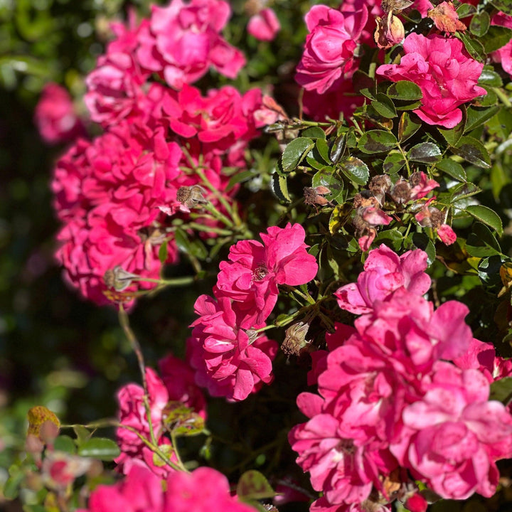 Flower Carpet® Pink Supreme Rose