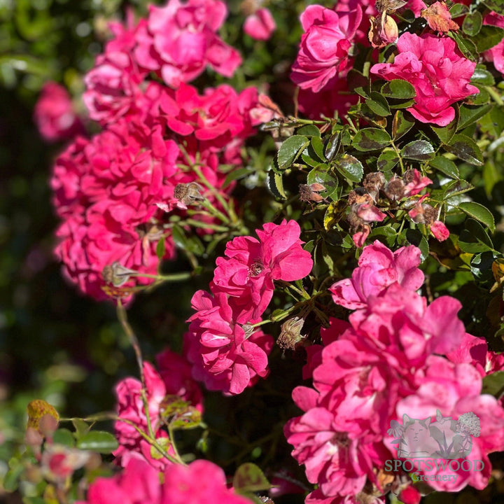 rosa-pink-supreme-flower-carpet-rose