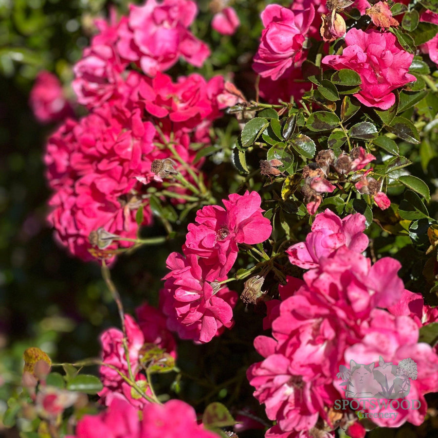 rosa-pink-supreme-flower-carpet-rose