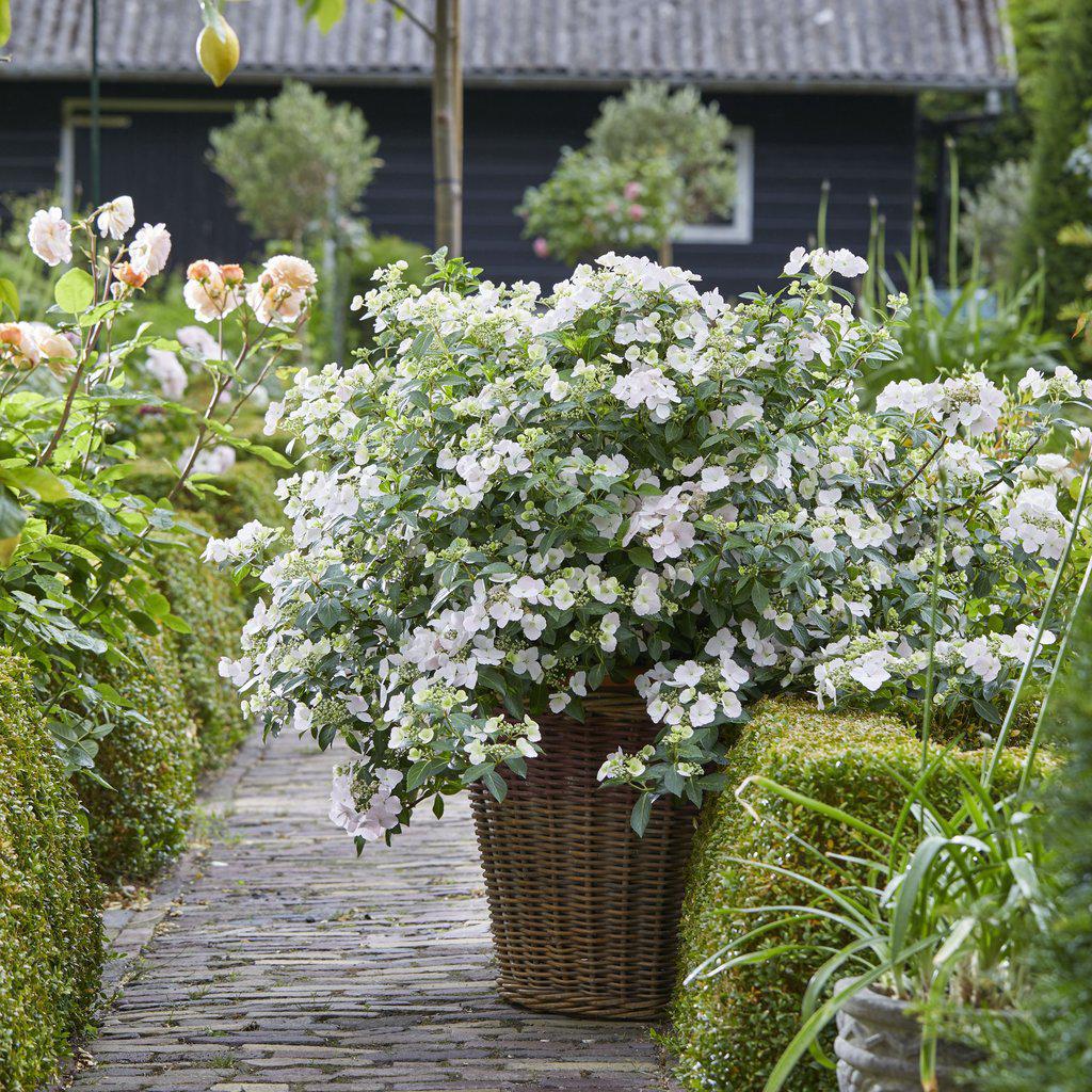 Fairytrail Bride® Cascade Hydrangea®