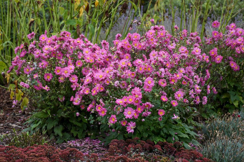 Fall in Love Sweetly Japanese Windflower