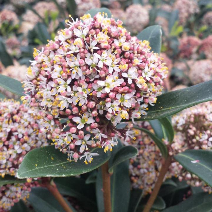 Female Skimmia