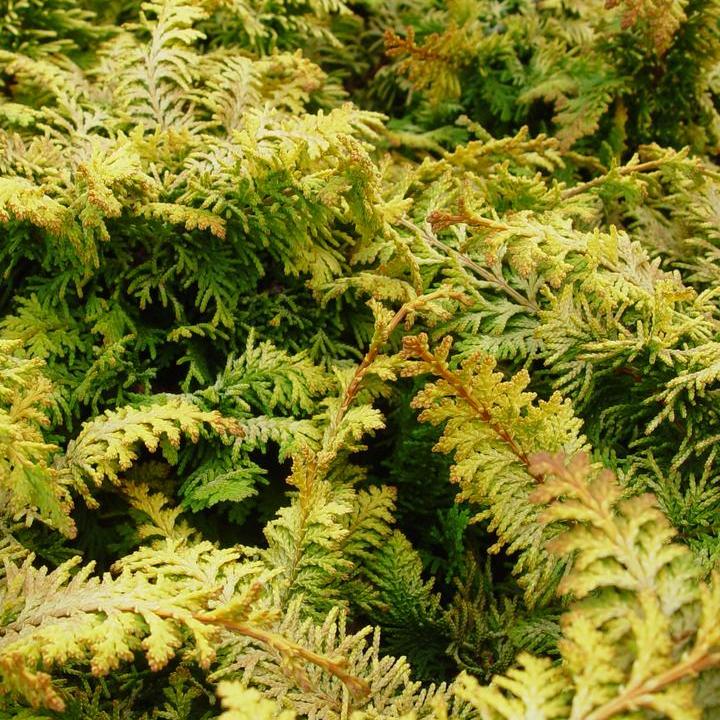 Fernspray Gold False Cypress