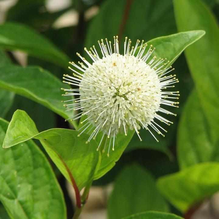 Fiber Optics® Buttonbush