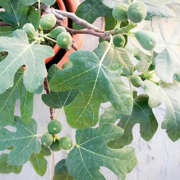 Fignomenal Fig