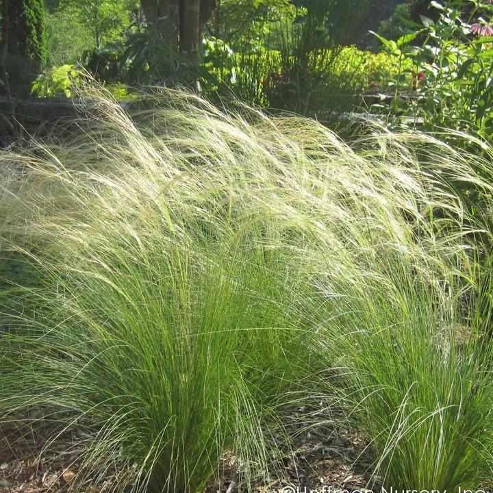 Finestem NeedleGrass