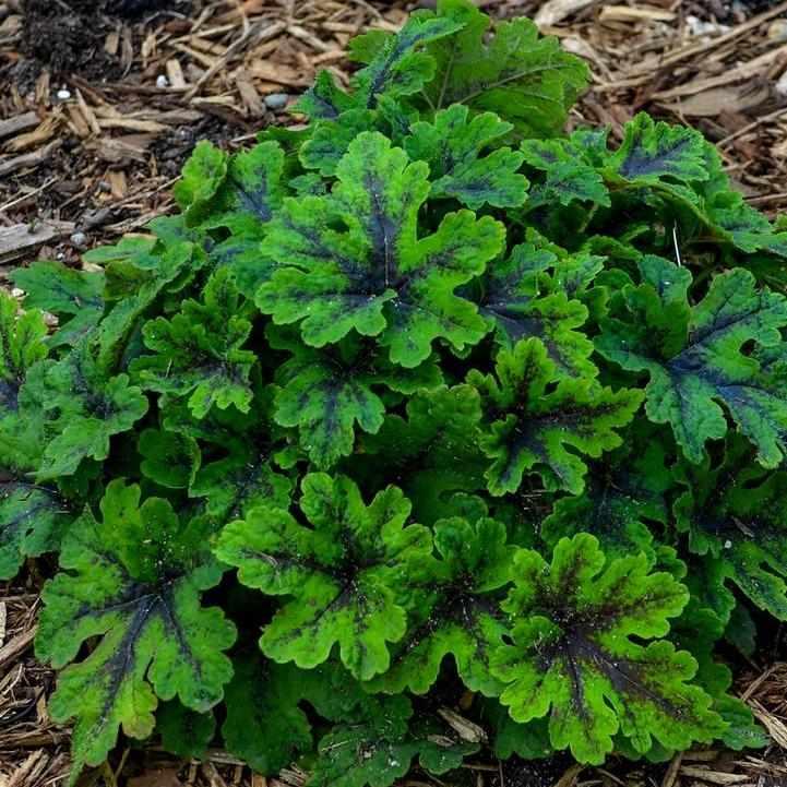 Fingerpaint Foamflower