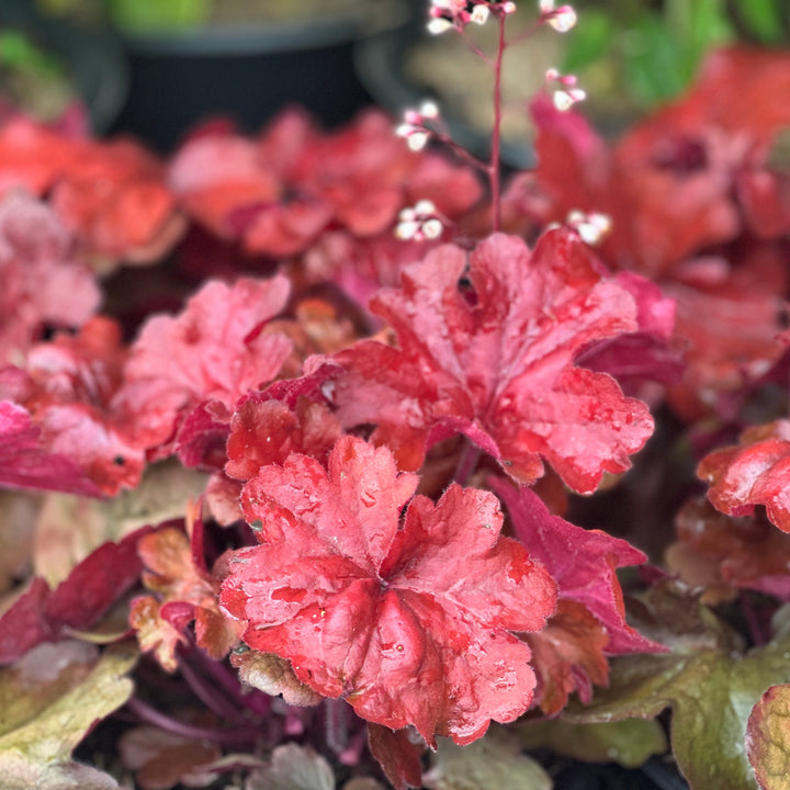 Fire Alarm Coral Bells