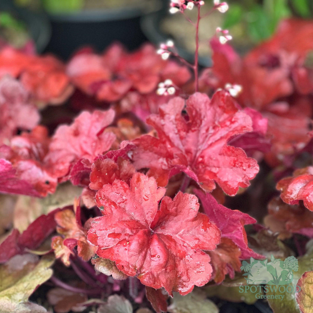 heuchera-fire-alarm