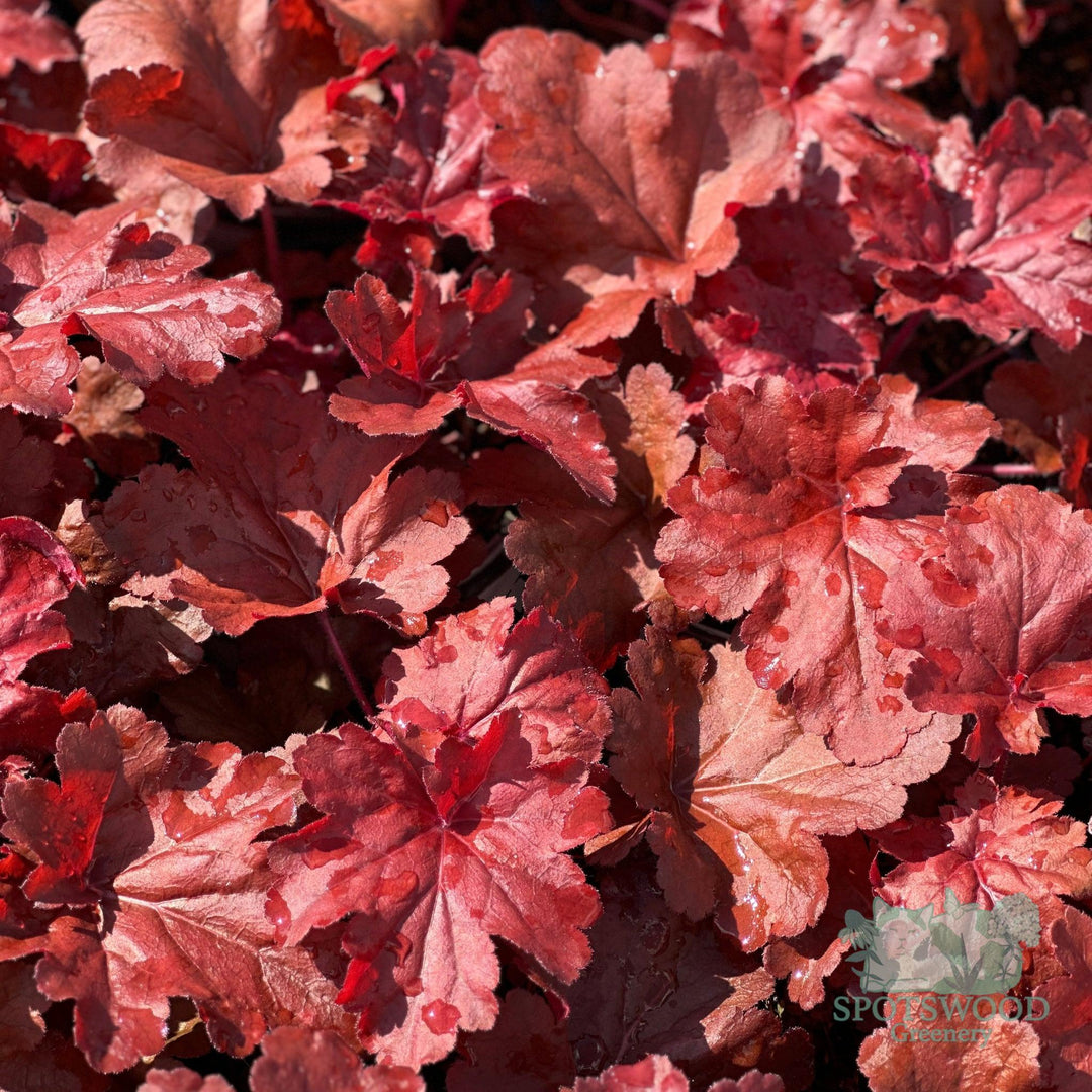 heuchera-fire-alarm