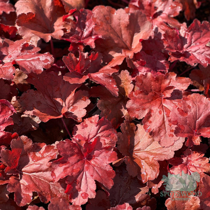 heuchera-fire-alarm