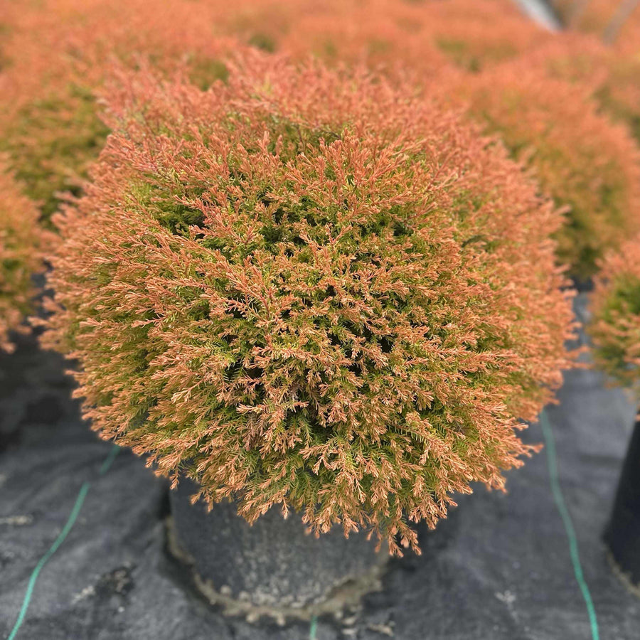 Fire Chief® Globe Arborvitae