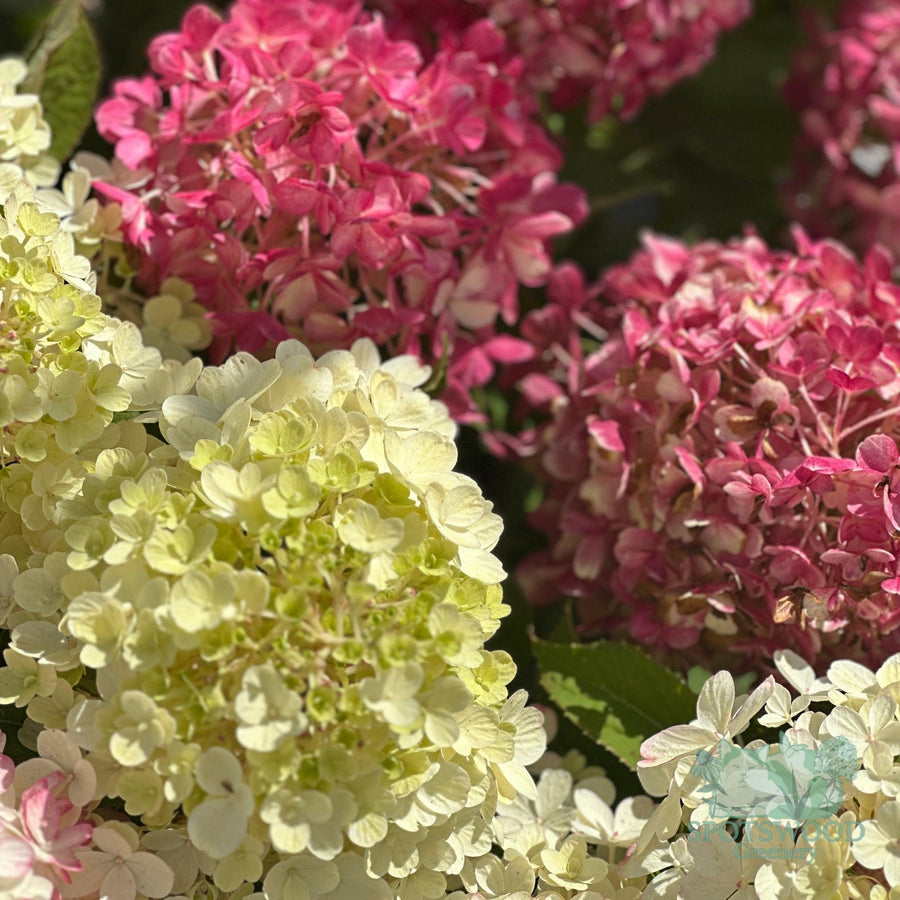 hydrangea-pan-fire-light-tidbit-2