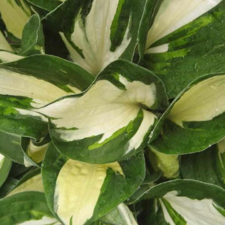 Fire and Ice Hosta