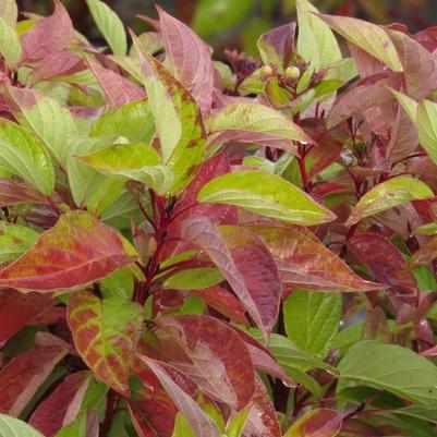 Firedance® Dogwood