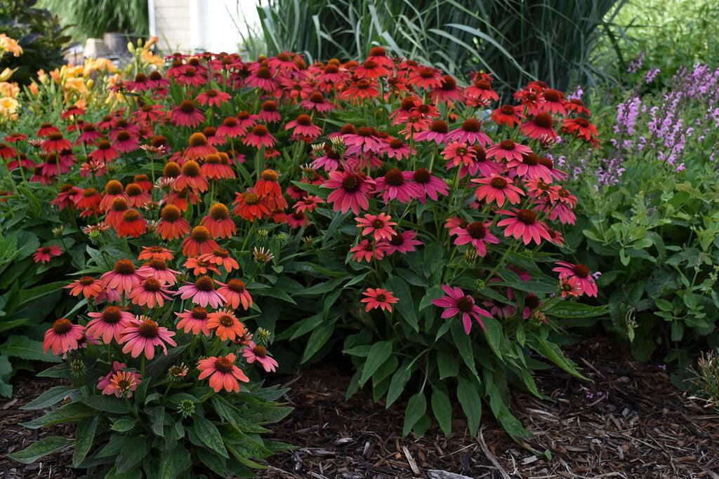 Firefinch® Coneflower